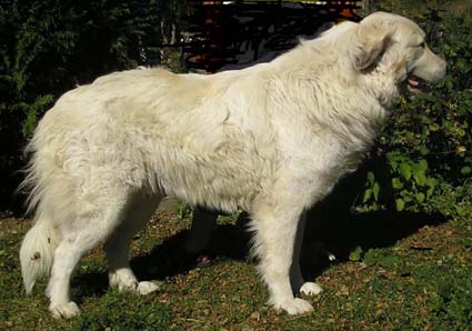 Diva De aresketa