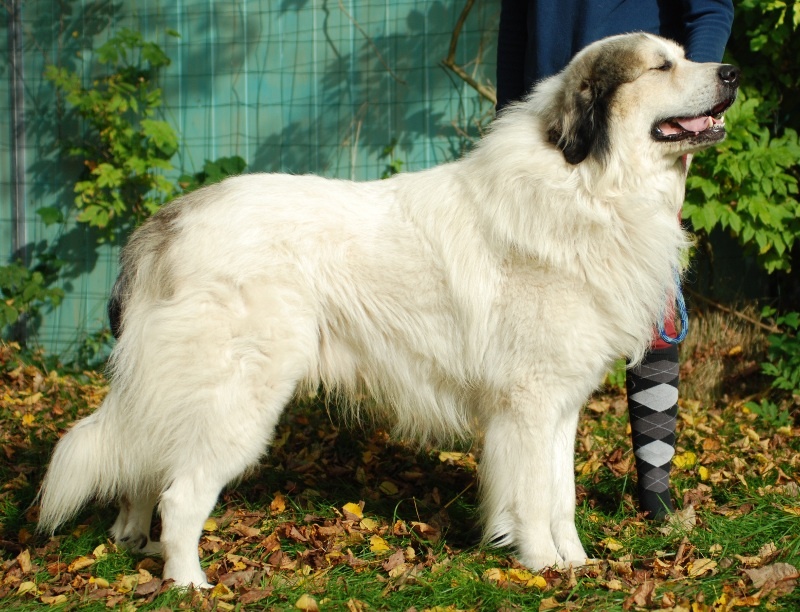 CH. Arayou Du pic de viscos