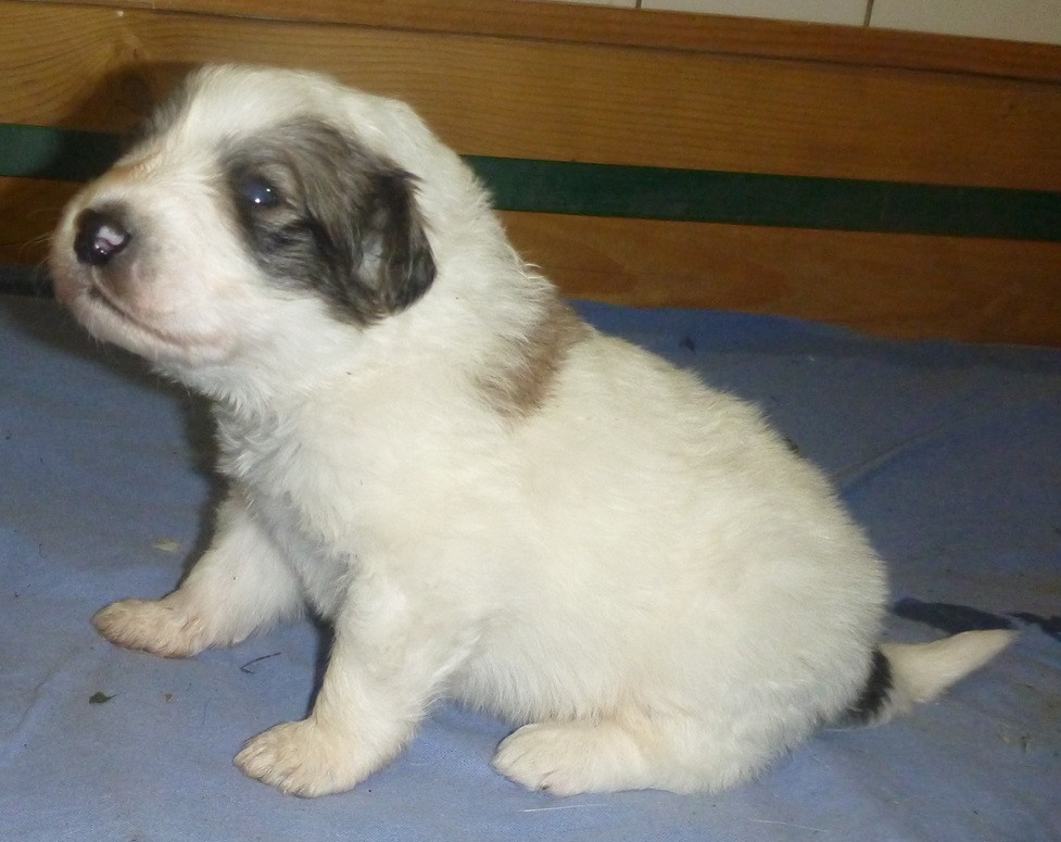 Du pic de viscos - Chiots disponibles - Chien de Montagne des Pyrenees
