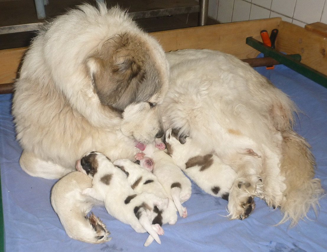 Chiot Chien de Montagne des Pyrenees Du pic de viscos