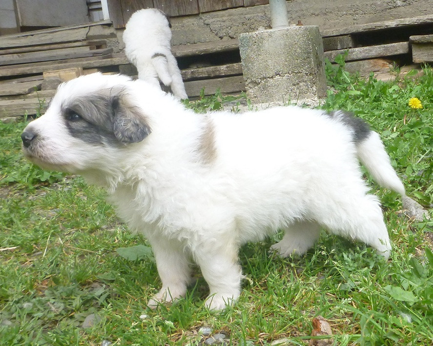 Du pic de viscos - Chiots disponibles - Chien de Montagne des Pyrenees