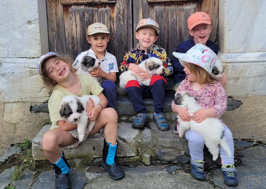 Chiot Chien de Montagne des Pyrenees Du pic de viscos