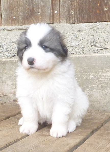 Du pic de viscos - Chiots disponibles - Chien de Montagne des Pyrenees