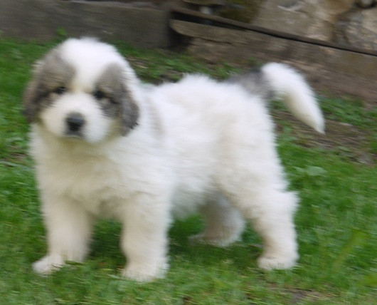 Du pic de viscos - Chiots disponibles - Chien de Montagne des Pyrenees