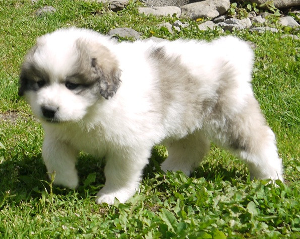 Du pic de viscos - Chiots disponibles - Chien de Montagne des Pyrenees