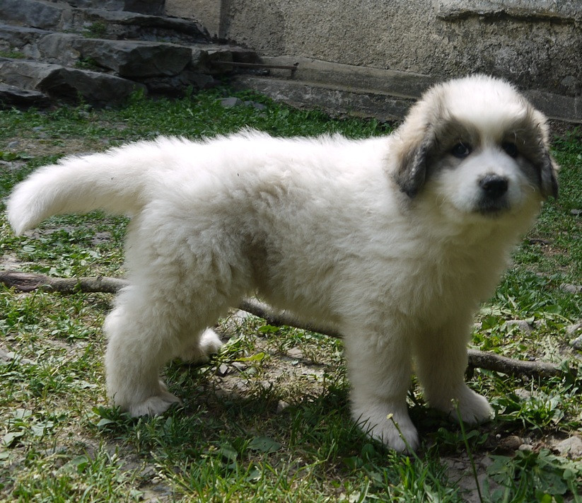 Du pic de viscos - Chiots disponibles - Chien de Montagne des Pyrenees