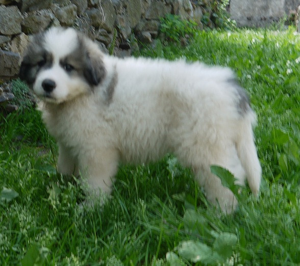 Du pic de viscos - Chiots disponibles - Chien de Montagne des Pyrenees