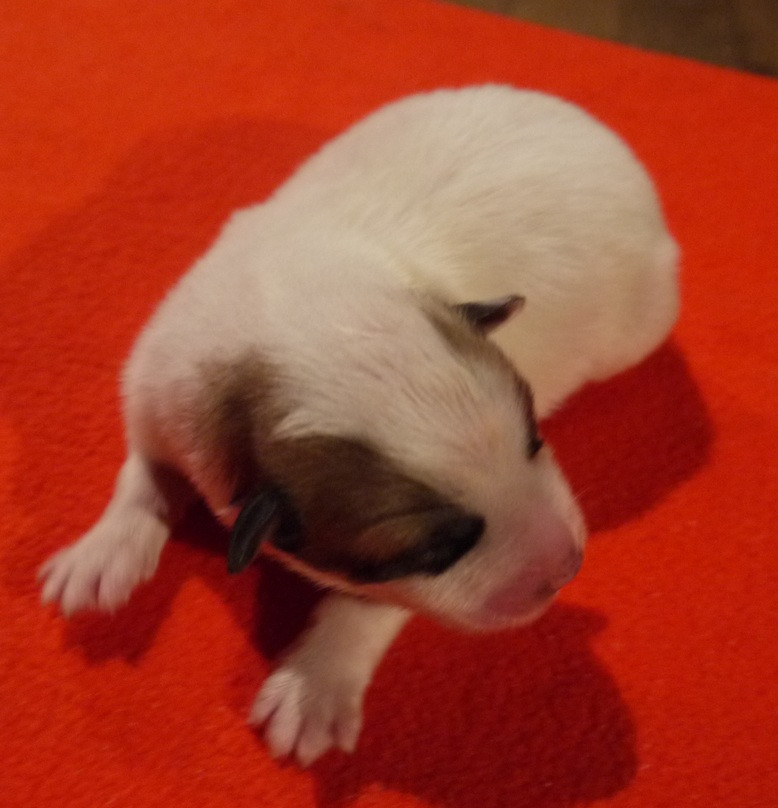 Du pic de viscos - Chiots disponibles - Chien de Montagne des Pyrenees