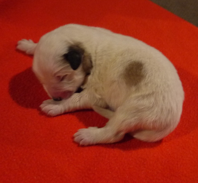 Du pic de viscos - Chiots disponibles - Chien de Montagne des Pyrenees