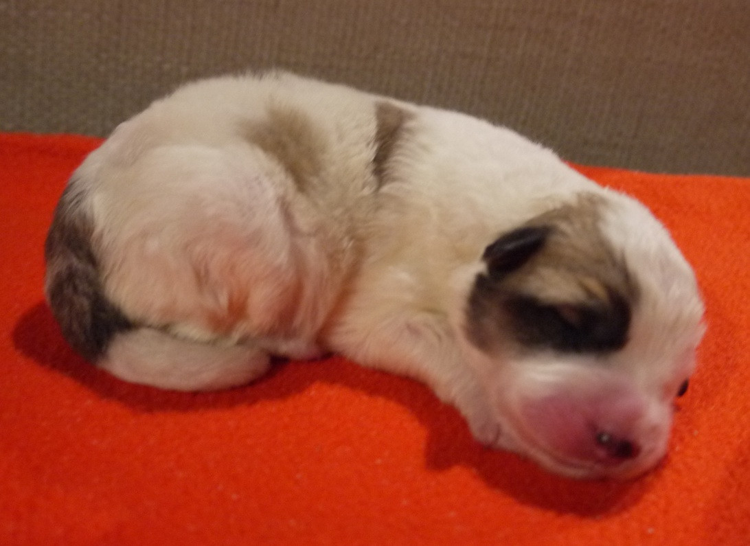 Du pic de viscos - Chiots disponibles - Chien de Montagne des Pyrenees