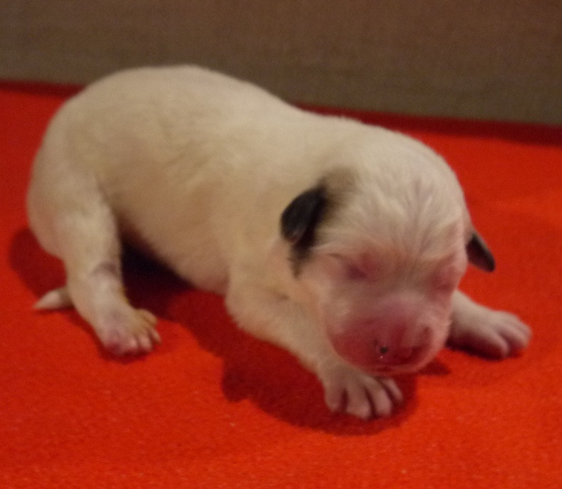 Du pic de viscos - Chiots disponibles - Chien de Montagne des Pyrenees