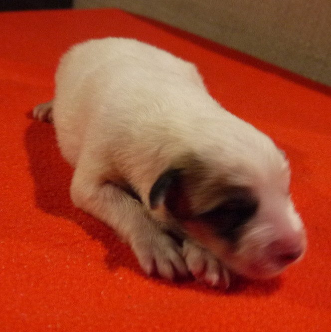 Du pic de viscos - Chiots disponibles - Chien de Montagne des Pyrenees
