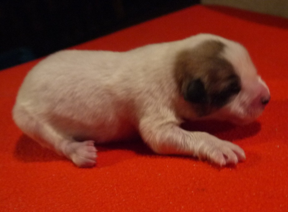 Du pic de viscos - Chiots disponibles - Chien de Montagne des Pyrenees