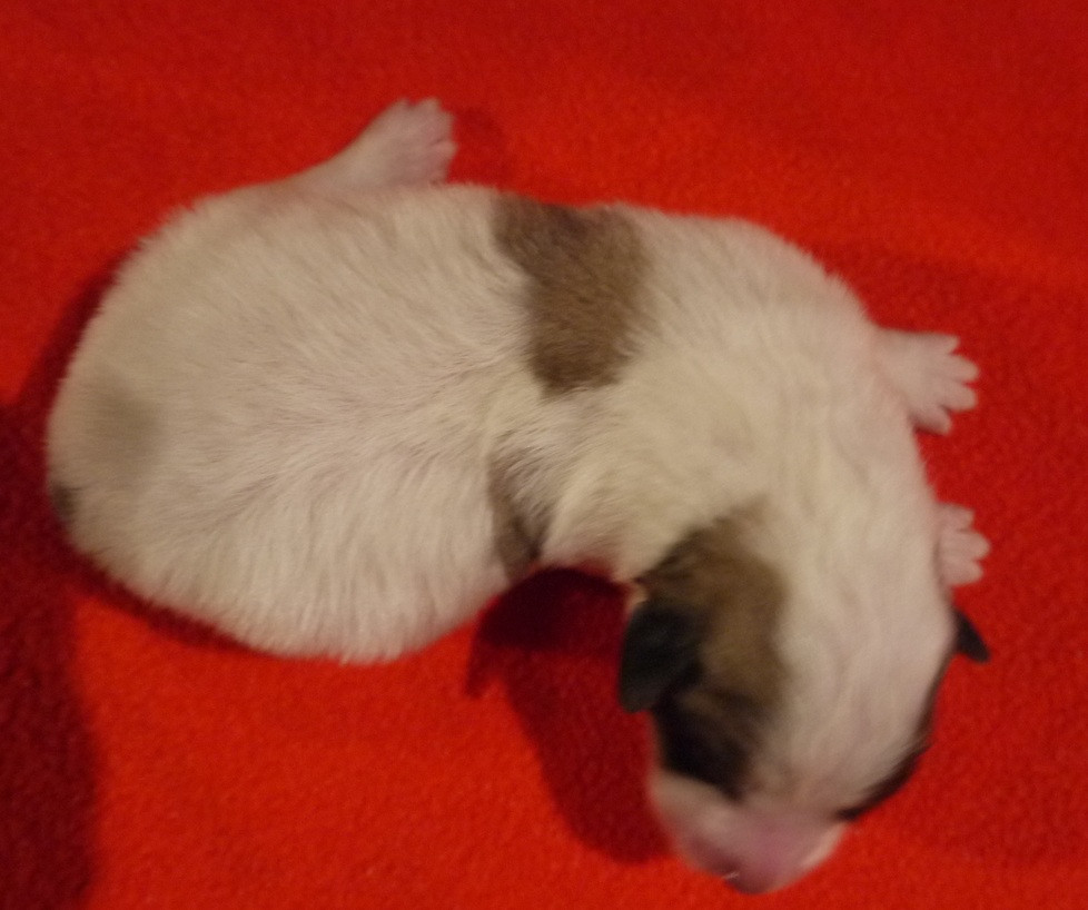Du pic de viscos - Chiots disponibles - Chien de Montagne des Pyrenees
