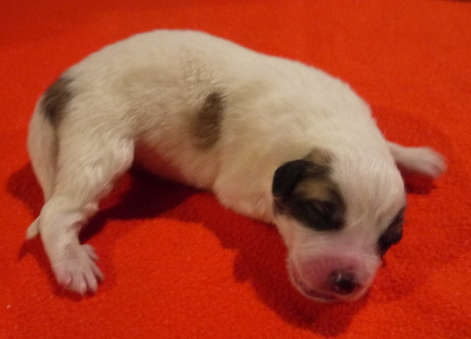 Du pic de viscos - Chiots disponibles - Chien de Montagne des Pyrenees