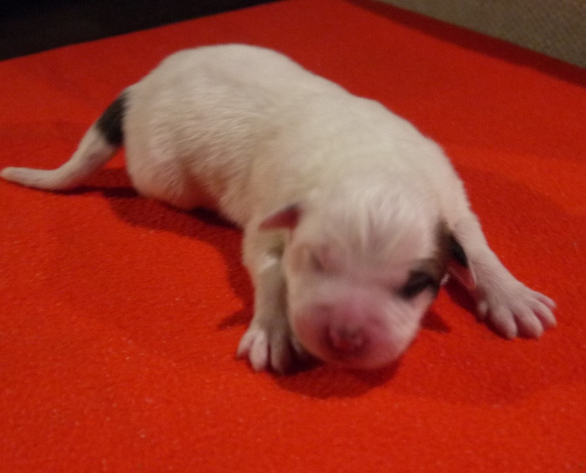 Du pic de viscos - Chiots disponibles - Chien de Montagne des Pyrenees