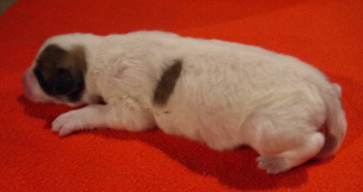Du pic de viscos - Chiots disponibles - Chien de Montagne des Pyrenees