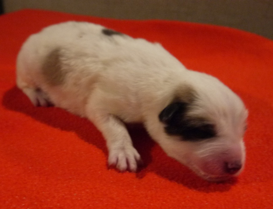 Du pic de viscos - Chiots disponibles - Chien de Montagne des Pyrenees