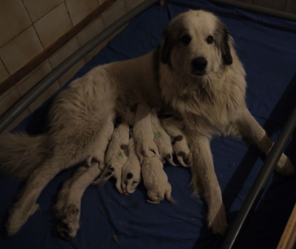 Du pic de viscos - Chien de Montagne des Pyrenees - Portée née le 08/05/2021